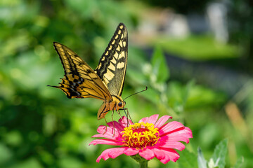 old world swallowtail sucks nectar from a pink zinnia