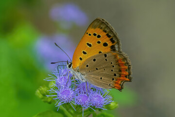 Fototapeta na wymiar A common copper on a blue flower