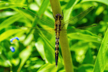 A female Common skimmer