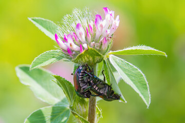 Mating drone beetles under a Chinese milkvetch in the field