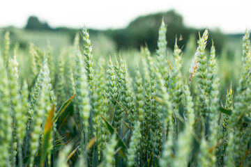 Wheat field image. View on fresh ears of young green wheat.