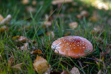beautiful closeup of forest mushrooms in grass, autumn season, mushroom and leafs in grass