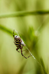 Close-up of a venomous spider hanging in it's web
