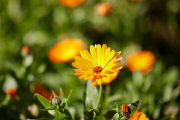 Marigold flowers in the meadow in the sunlight