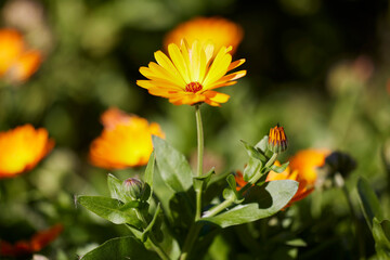 Marigold flowers in the meadow in the sunlight