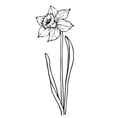 Linear sketch of flowers and buds of spring daffodil.Vector graphics.