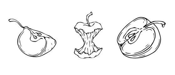 Linear sketches of apple fruits and pieces of summer fruits.Vector graphics.	