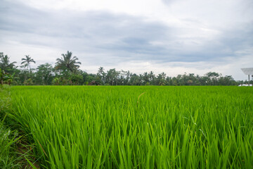 Fototapeta premium Indonesian rice fields, young rice that has not yet fruited