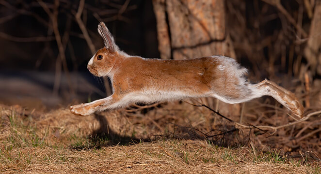 Snowshoe hare or Varying hare running through the meadow in spring in Canada
