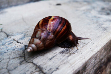 snails walk on the floor