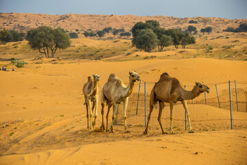 Camels in the Desert, Ras al-Khaimah, United Arab Emirates, Asia.