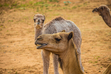 Camels in the Desert, Ras al-Khaimah, United Arab Emirates, Asia.