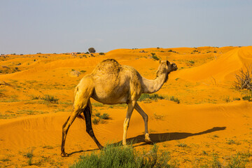 Camels in the Desert, Ras al-Khaimah, United Arab Emirates, Asia.