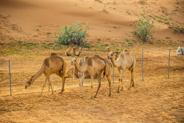 Fototapeta na wymiar Camels in the Desert, Ras al-Khaimah, United Arab Emirates, Asia.