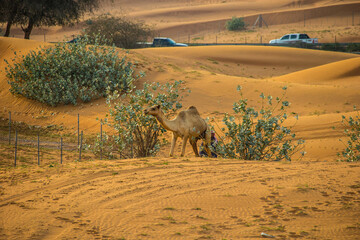 Camels in the Desert, Ras al-Khaimah, United Arab Emirates, Asia.