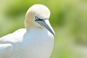 Obraz premium Basstölpel