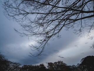 どんよりとした雲と落葉樹
Dull clouds and deciduous trees