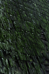 Old wooden roof with green moss in nature.