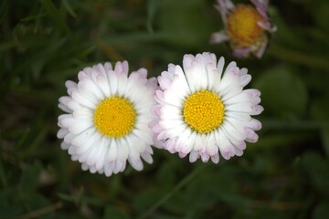 white daisy in the garden