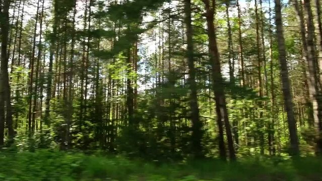 View through side window of car auto in motion on road. Highway along green forest and trees in summer. Tourism and travel, journey trip concept. Beautiful nature and landscape. Car speeding on road.