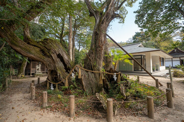 Fototapeta premium 大山祇神社