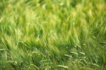 Barley hordeum vulgare with blurred background 
