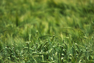 Barley hordeum vulgare with blurred background 