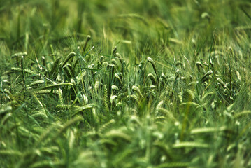 Barley hordeum vulgare with blurred background 