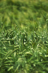 Barley hordeum vulgare with blurred background 