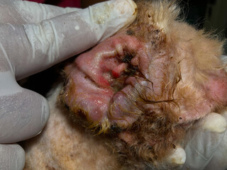 Dirty ear of the dog. Ear mites, allergic otitis media.