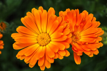 Yellow orange marigold close up with blurred background