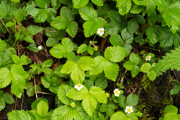 Erdbeerblüten