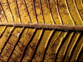 Leaves dry, die around the surrounding area.