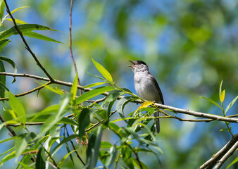Blackcap, Sylvia Atricapilla, Singing in spring from a tree branch