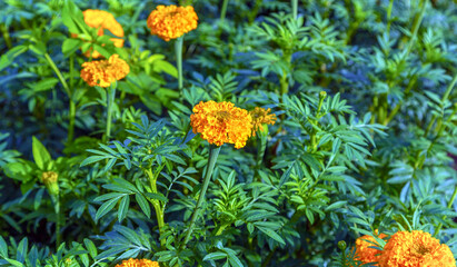Marigold flowers in a field on a day without the sun agricultural field with blooming yellow marigoldflowers in the countryside
