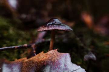 wild mushrooms in the forest in autumn