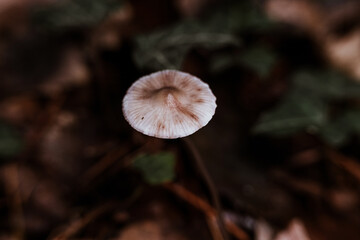wild mushrooms in the forest in autumn