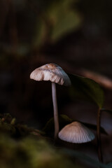 wild mushrooms in the forest in autumn