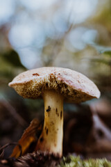 wild mushrooms in the forest in autumn