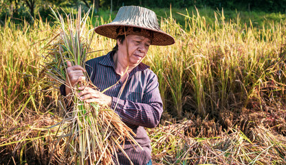 Naklejka na ściany i meble A seniors Asian woman farmer harvesting rice in a field, rice plants in golden yellow in rural Thailand
