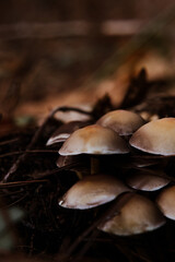 wild mushrooms in the forest in autumn