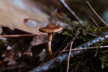 wild mushrooms in the forest in autumn