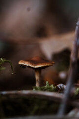 wild mushrooms in the forest in autumn