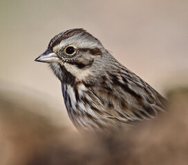 sparrow on a branch