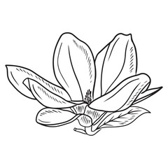 Realistic magnolia flower with leaf in black isolated on white background. Hand drawn vector sketch illustration in doodle engraved vintage outline style. Spring blooming, blossom, botanical.