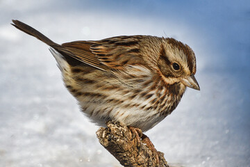 sparrow on a branch