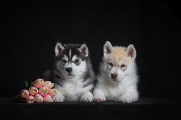 two Siberian husky puppies with a bouquet of artificial tulips on a black background