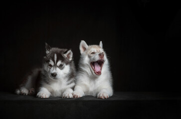 two Siberian husky puppies on a black background