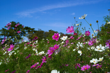 咲き誇るコスモスの花畑