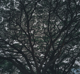 Strange & Haunted Tree Branches in Winter